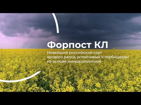Форпост КЛ - Новейший российский сорт ярового рапса с устойчивостью к имазамоксу