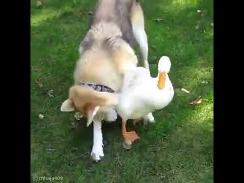 Vidéo: Canard Pour Chiens - Avantages Du Canard Pour Les Chiens