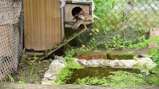 Mandarin duck and her babies