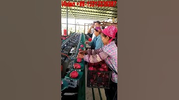 Manual Feeding Dragon Fruit Weight Grading Machine from Vivian +86 13213238287