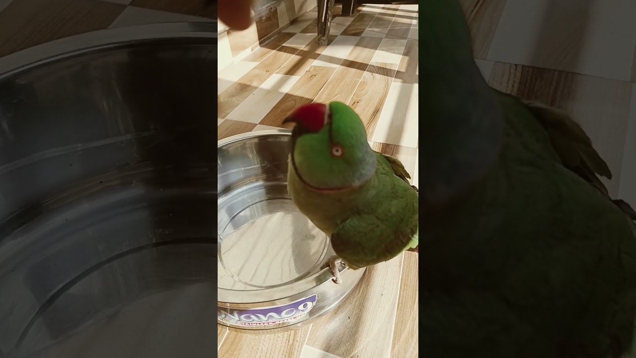 parrot talking 🦜 l Green parrot 