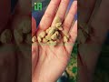 Extruded dog food production line.#machine #factoryproducts #machinerychannel #manufacturing