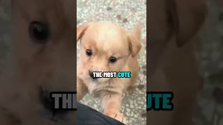 Most vs Least Cute Animal on Earth 🐾 🌎