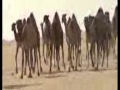 منقية شمر خالد بن جدعان اللغيصم 