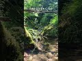 528Hz Forest Healing 🌲 Love Frequency for Stress Relief & Deep Relaxation #shorts