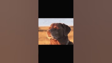 Flashbang spamming 🤡#callofduty #cod #codm #shortsfeed #shortsviral #shorts