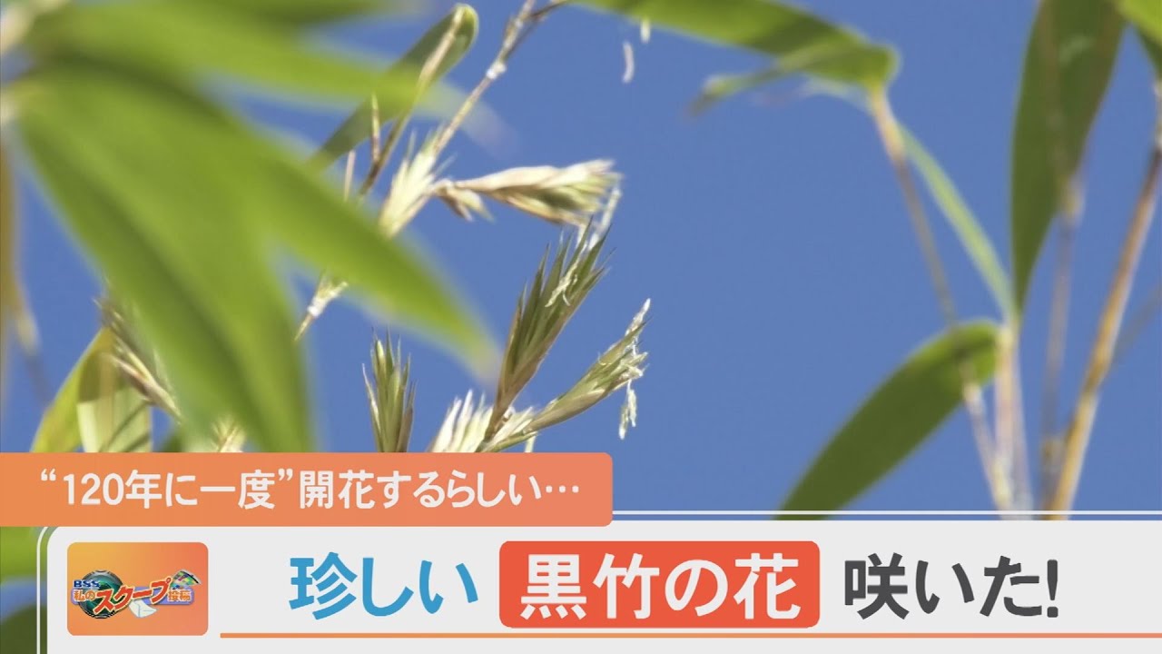 120年に一度開花すると言われる珍花…米子で「黒竹の花」が咲いた 