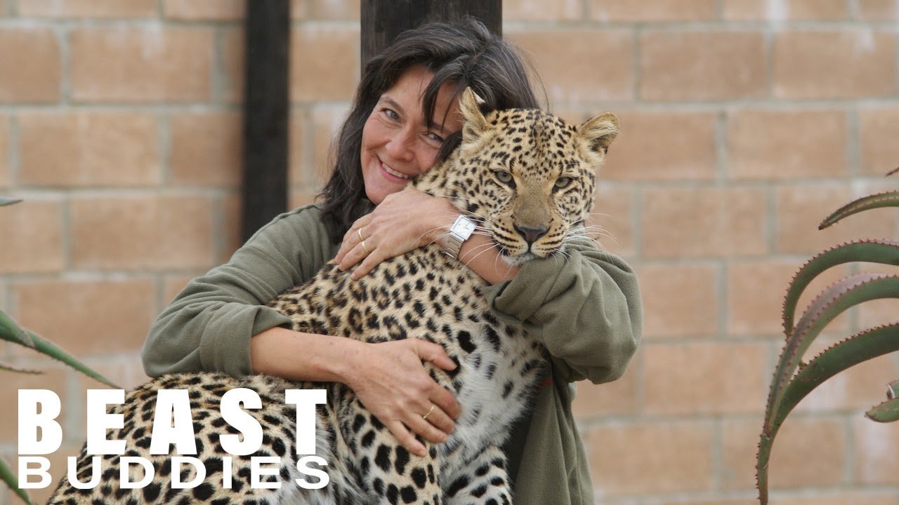 wild world cat stevens guitar chords Leopard Lady Living With Wild Cats | BEAST BUDDIES