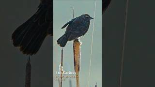 Bird conversations - A female Redwing Blackbird calling out