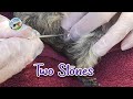 A guinea pig with two urethral bladder stones and how we can help her