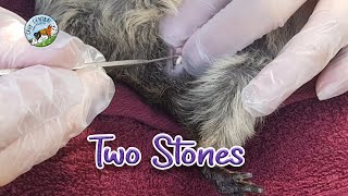 A guinea pig with two urethral bladder stones and how we can help her