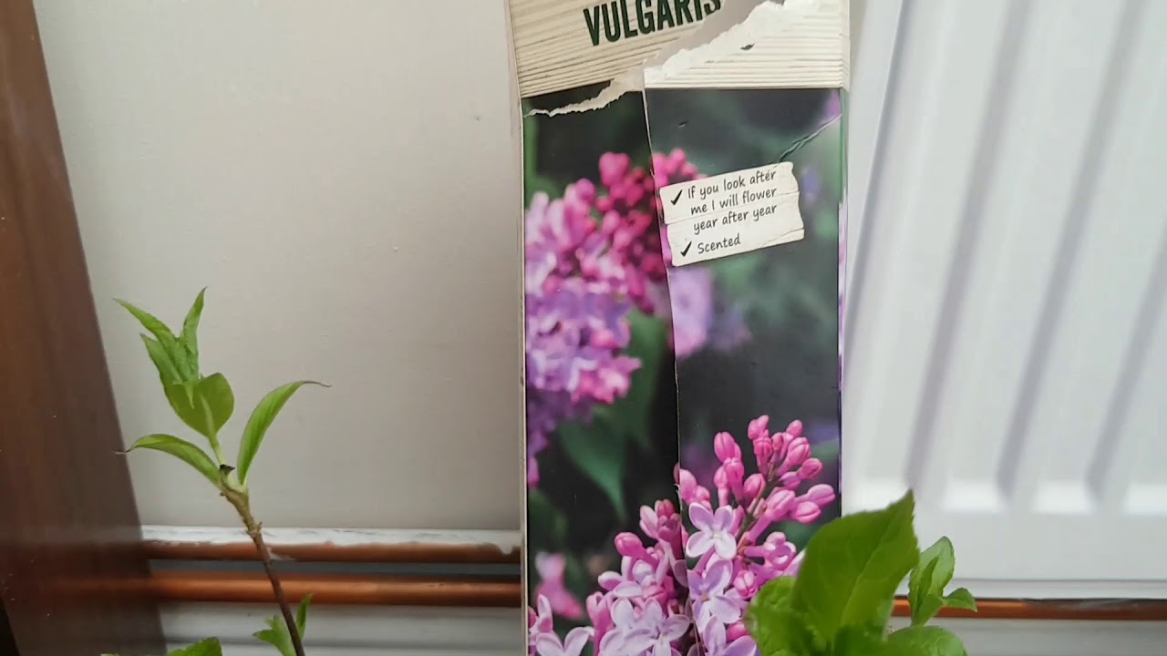 Roses brought from £1 pound land & Tesco and Camellia brought from Wilco