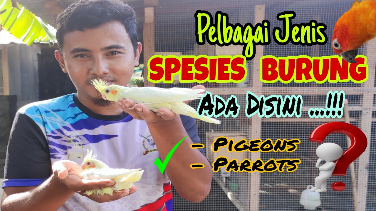 Farm Burung 'Zul Kafilah Farm' (parrots/pigeons)