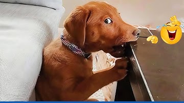 You Will Die Laughing At These Dogs 😹🐶 Funniest Cat & Dog Moments Ever Recorded 🤣