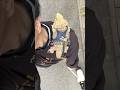 トカゲを肩に乗せてお散歩してみた