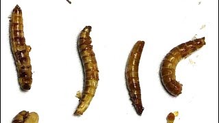 Insect Candy Bar 🐛🐛🐛🐛 Taste Test  + Microscope screenshot 4