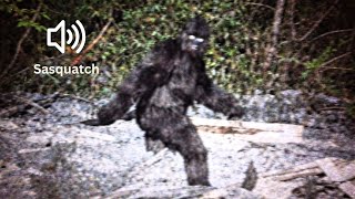 What Bigfootsasquatch Would Sound Like