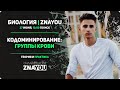 Группы крови | Биология ЕГЭ