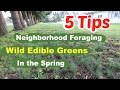5 Tips for Foraging Wild Edible Weeds in Your Neighborhood in the Spring