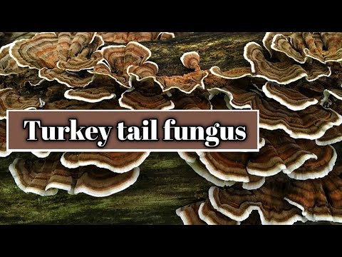 شناسایی قارچ دم بوقلمون (Trametes versicolor).