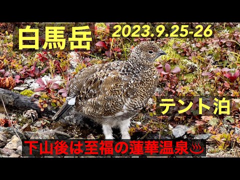 2023.9.25～26 白馬岳 テント泊登山 （雷鳥と蓮華温泉）