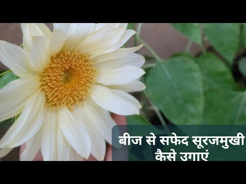 वीडियो: क्या सफेद सूरजमुखी हैं: बगीचों में सफेद सूरजमुखी कैसे उगाएं