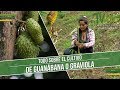 Todo Sobre el Cultivo de Guanábana o Graviola  - TvAgro por Juan Gonzalo Angel