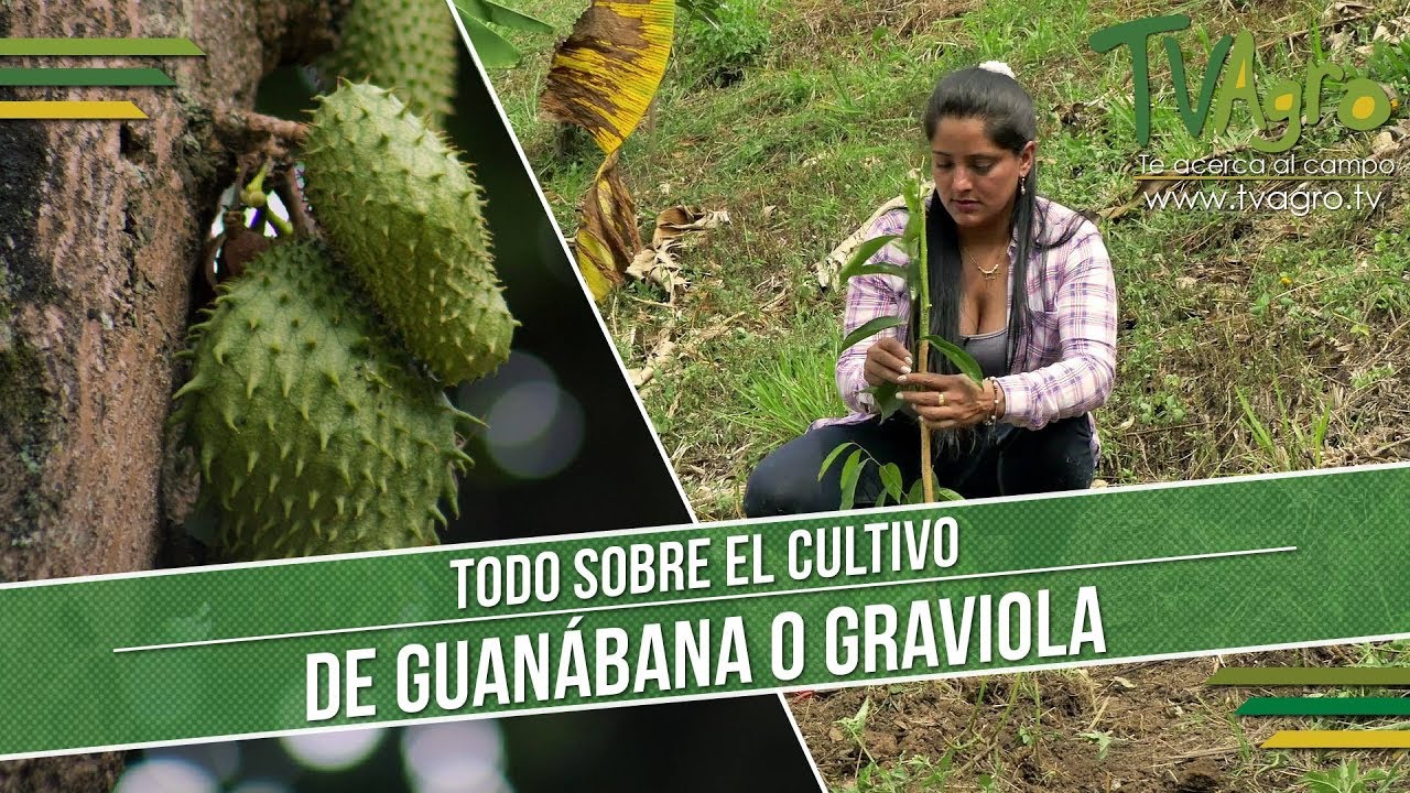 Todo Sobre el Cultivo de Guanábana o Graviola  - TvAgro por Juan Gonzalo Angel