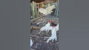 Cockerels Bantam Phoenix Qaib Dib #reels #shorts #chickens #chicken #gamefowl #ayam #rooster #gallos