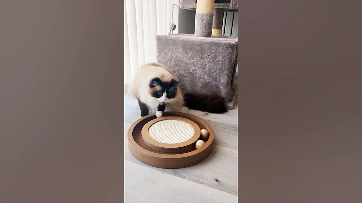 Video 7350251: ragdollkittens cat, ragdollkittens funnycat, ragdollkittens cat cute, funny ragdollkitten