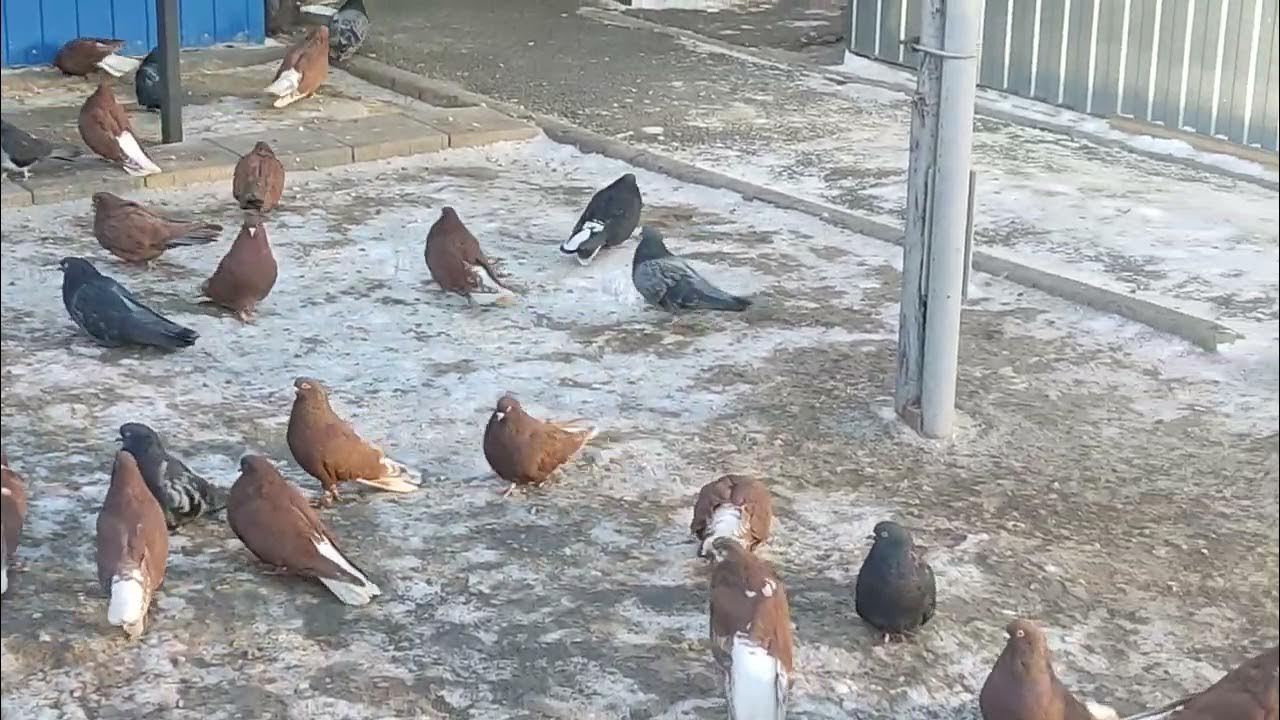 Голуби осенью 2023. Октябрь птицы. Голубь в осенних листьях. Голубятня осенью. Голубка осенью.