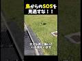 鳥からのSOSを見逃してはいけません #感動する話 #ほっこりする話 #shorts
