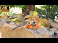 No ads cat tv for cats to watch  beautiful birds enjoy the summer  24 hours 4kr 60fps