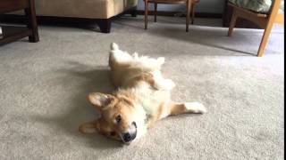 Corgi Doesn't Want to Get Up by Jackie Sullivan Passetti 2,025 views 8 years ago 12 seconds