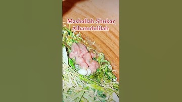 Albino Red Eyes Java Chicks Hatch#mab_aviary_karachi#java#view