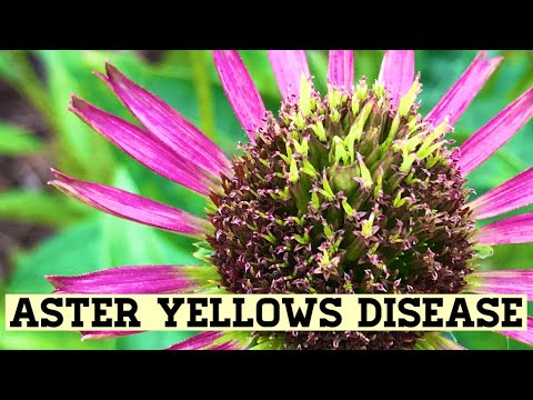 Video: Aster Yellows Virus: Pelajari Lebih Lanjut Tentang Apa Itu Aster Yellows