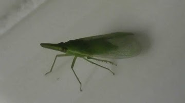 Rhynchomitra microrhina Planthopper (Fulgoroidea)