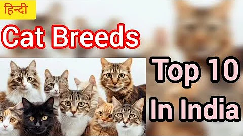 Watch the video about Cat Breeds in India | Best Cat Breeds | Top 10 Cat Breeds | Important cat breeds