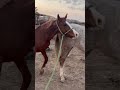 تشبيه الخيل خيل اكسبلور الخيل Horse حصان مواكبة الثلاث ترند تيك توك ترند Horselover 