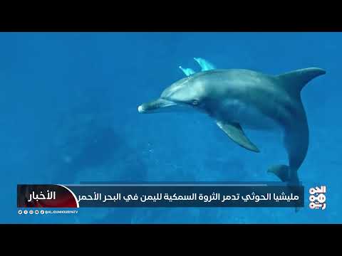 مليشيا الحوثي تدمر الثروة السمكية لليمن في البحر الأحمر