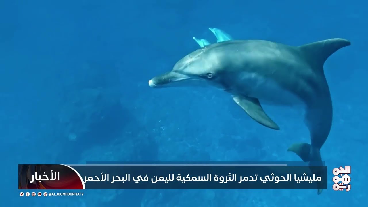 مليشيا الحوثي تدمر الثروة السمكية لليمن في البحر الأحمر