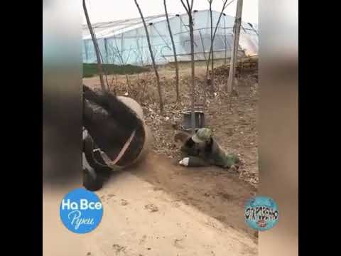 ЛОШАДЬ СПАСЛА ЧЕЛОВЕКА ИНВАЛИДА