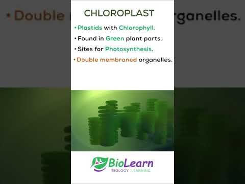 Video: Kedy sa chloroplast premení na chromoplast?