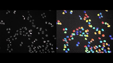 DCellIQ: raw data and segmentation