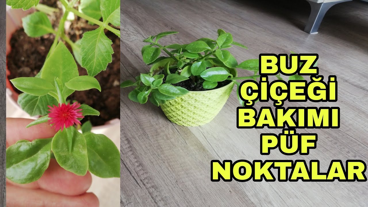 Buz çiçeği bakımı nasıl yapılır?