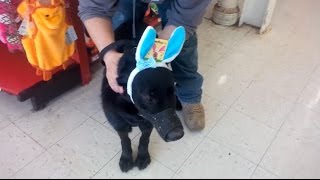 Rocco goes to Petco