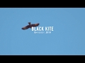 Black Kite Bardsey, 2018