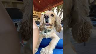 Beautiful And Happy English Cocker Spaniel Bruno  #dog #puppy  #doglife #shorts #cutedog #viral