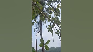 POHON BAKAU SAHABAT SEJATI NIPAH #bakau #mangrove #plants #story #pantai #tsunami #carbon #pohon