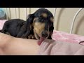 飼い主が好きすぎて手足をぺろぺろ舐めるのをやめられない犬【ミニチュアダックスフンド】